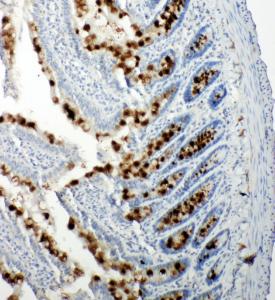 Anti-p107 Rabbit Polyclonal Antibody