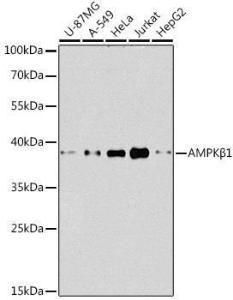 Anti-AMPK beta 1 antibody