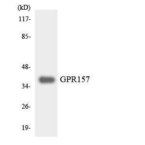 Antibody anti-GPR157 A100544-100 100 µg