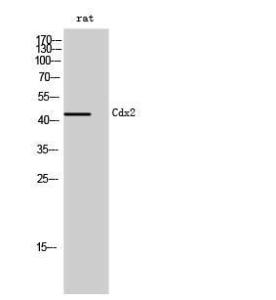 Western blot analysis of rat cells using Anti-CDX2 Antibody