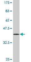 Anti-ATP5J Mouse Monoclonal Antibody [clone: 1F2]