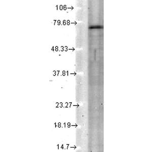 Western blot analysis of rat tissue lysate showing detection of KCNQ4 protein using Anti-KCNQ4 Antibody [N43/6] (A305021) at 1:1,000 for 2 hours at room temperature Load: 15  µg Block: 15% BSA for 30 minutes at room temperature