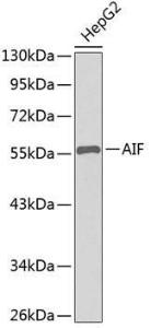 Western blot analysis of extracts of HepG2 cells, using Anti-AIF Antibody (A8473). The secondary antibody was Goat Anti-Rabbit IgG HandL Antibody (HRP) at 1:10,000 dilution. Lysates/proteins were present at 25 µg per lane. The blocking buffer used was 3% non-fat dry milk in TBST