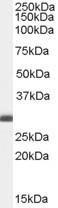 Antibody anti-BCAP31 100 µg