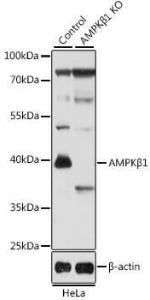 Anti-AMPK beta 1 antibody