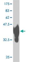 Anti-GTF2A1L Mouse Monoclonal Antibody [clone: 2E3]