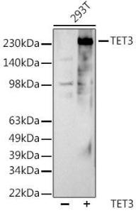 Antibody A307819-100 100 µl