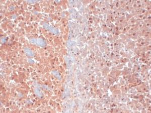 Immunohistochemistry analysis of mouse frozen brain section, fixed in 10% formalin solution for 12-24 hours at room temperature The Primary Antibody used was Anti-KCNQ4 Antibody [N43/6] (A305021) at 1:1,000 for 1 hour at room temperature