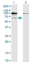 Anti-GNL3 Mouse Monoclonal Antibody [clone: 3A3]