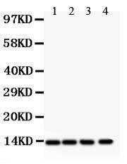 Anti-PDGF-BB Polyclonal Antibody