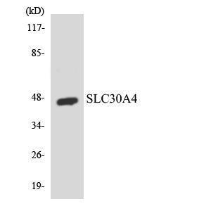 Western blot analysis of the lysates from 293 cells using Anti-SLC30A4 Antibody