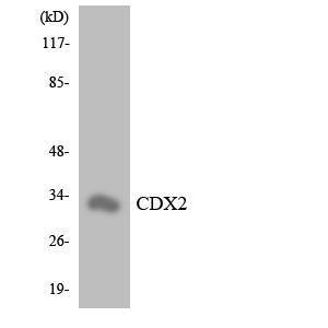 Western blot analysis of the lysates from HeLa cells using Anti-CDX2 Antibody