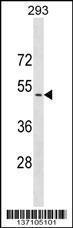 Anti-CADM3 Rabbit Polyclonal Antibody (Biotin)