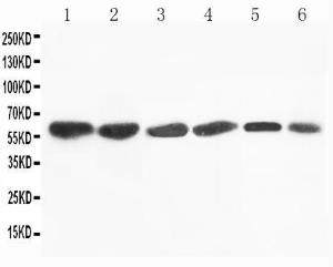 Anti-Flavin containing monooxygenase 4 Rabbit Polyclonal Antibody