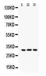 Anti-Bcl10 Rabbit Polyclonal Antibody