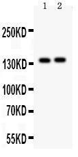 Anti-PER2 Polyclonal Antibody