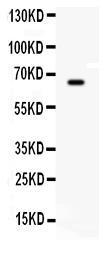 Anti-BCHE Rabbit Polyclonal Antibody