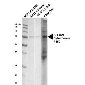 Antibody A305022-100 100 µg