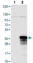 Anti-C12ORF45 Rabbit Polyclonal Antibody