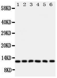 Anti-Glutaredoxin 2 Rabbit Polyclonal Antibody