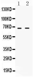 Anti-cIAP2 Rabbit Polyclonal Antibody