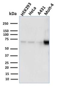 Western blot analysis of human HEK293, HeLa, A431, and MOLT4 cell lysates using Anti-NRF1 Antibody [NRF1/2609]