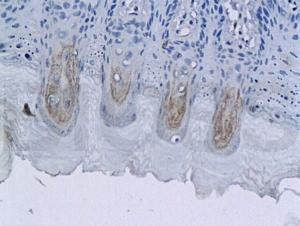 Anti-GCG Rabbit Polyclonal Antibody