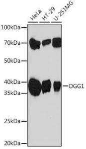 Western blot analysis of extracts of various cell lines, using Anti-Ogg1 Antibody [ARC1233] (A309056) at 1:1000 dilution. The secondary Antibody was Goat Anti-Rabbit IgG H&L Antibody (HRP) at 1:10000 dilution. Lysates/proteins were present at 25 µg per lane