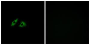 Immunofluorescence analysis of HeLa cells using Anti-GPR152 Antibody The right hand panel represents a negative control, where the antibody was pre-incubated with the immunising peptide