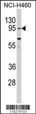 Anti-CLOCK Rabbit Polyclonal Antibody