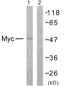 Western blot analysis of lysates from NIH/3T3 cells, treated with EGF 200ng/ml 30' using Anti-MYC Antibody The right hand lane represents a negative control, where the antibody is blocked by the immunising peptide