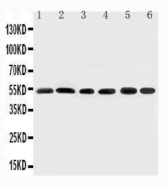 Anti-Smad2 Rabbit Polyclonal Antibody