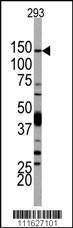 Anti-PI3KCD Rabbit Polyclonal Antibody (APC (Allophycocyanin))