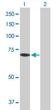 Anti-COLEC12 Mouse Polyclonal Antibody