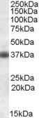 Anti-CLU Goat Polyclonal Antibody