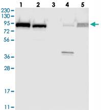 Anti-FAM129B Rabbit Polyclonal Antibody