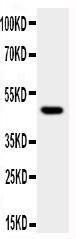 Anti-JNK1 Rabbit Polyclonal Antibody