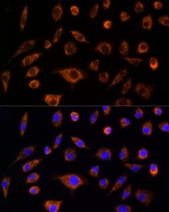 Immunofluorescence analysis of L929 cells using Anti-AIF Antibody (A8473) at a dilution of 1:100 (40X lens). DAPI was used to stain the cell nuclei (blue)