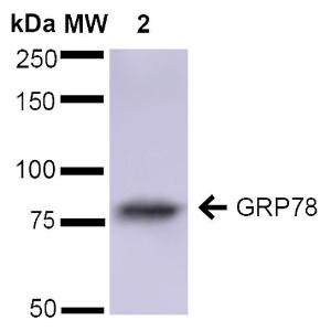 Western blot analysis of rat brain cell lysates showing detection of ~78 kDa GRP78 protein using Anti-GRP78 Antibody (A305023) at 1:1,000 for 2 hours at room temperature Lane 1: Molecular Weight Ladder (MW) Lane 2: rat brain cell lysates Load: 15  µg Block: 5% Skim Milk in 1X TBST