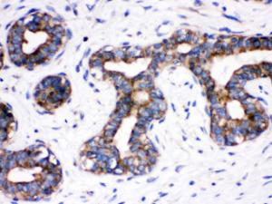 Anti-Cdc6 Rabbit Polyclonal Antibody