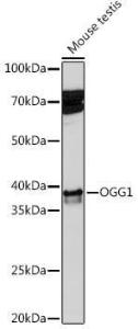 Western blot analysis of extracts of Mouse testis, using Anti-Ogg1 Antibody [ARC1233] (A309056) at 1:1000 dilution. The secondary Antibody was Goat Anti-Rabbit IgG H&L Antibody (HRP) at 1:10000 dilution. Lysates/proteins were present at 25 µg per lane