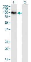 Anti-SAFB2 Mouse Monoclonal Antibody [clone: 4H3]