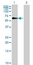 Anti-ZFP3 Mouse Polyclonal Antibody