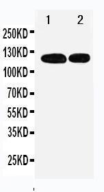 Anti-p107 Rabbit Polyclonal Antibody