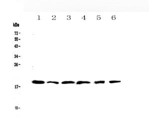 Anti-IL10 Polyclonal Antibody