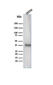 Western blot analysis of human testis tissue lysate using Anti-Clusterin Antibody [CLU/4727]