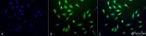 Immunocytochemistry/Immunofluorescence analysis of human heat shocked cervical cancer cell line (HeLa), fixed in 2% formaldehyde for 20 minutes at room temperature, using Anti-GRP78 Antibody (A305023), at 1:60 for 12 hours at 4°C