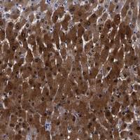 Anti-FAM129B Rabbit Polyclonal Antibody