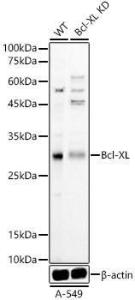 Anti-Bcl-XL Rabbit Polyclonal Antibody