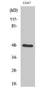 Western blot analysis of various cells using Anti-SH3GLB2 Antibody